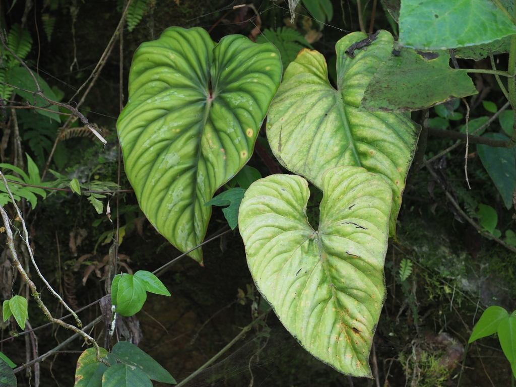 Philodendron plowmanii
