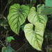 Philodendron plowmanii - Photo (c) Jonathan Newman, alguns direitos reservados (CC BY-NC), uploaded by Jonathan Newman