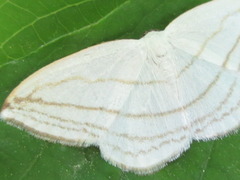 Ditrigona conflexaria