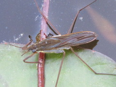 Gerris latiabdominis