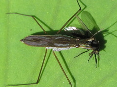 Gerris latiabdominis