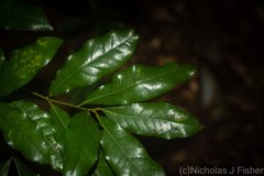 Beilschmiedia obtusifolia