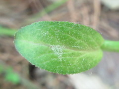 Dictamnus dasycarpus