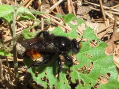 Laphria mitsukurii