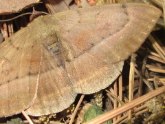 Spirama retorta