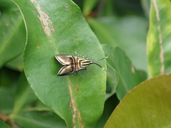 Saptha divitiosa