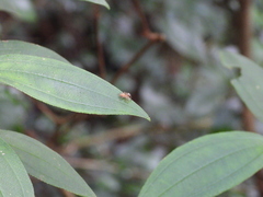 Yaginumaella lobata