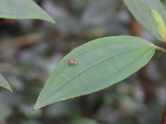 Yaginumaella lobata