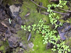 Callitriche muelleri