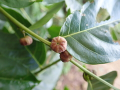 Glochidion lanceolatum