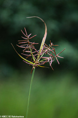 Cyperus macrostachyos