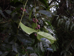 Glochidion lanceolatum