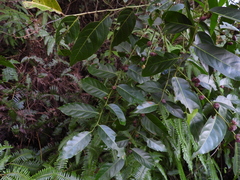 Glochidion lanceolatum