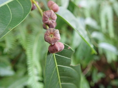 Glochidion lanceolatum