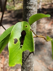 Graphium eurypylus lycaon