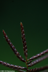 Cyperus macrostachyos