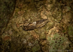 Melanodaedala scopulosana