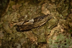 Melanodaedala scopulosana