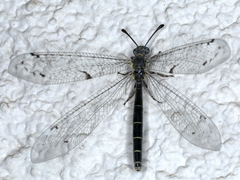 Bandidus canifrons