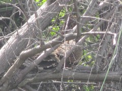 Centropus phasianinus phasianinus