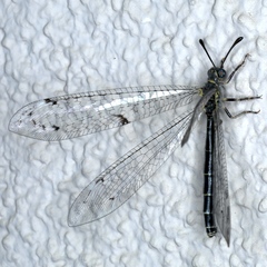 Bandidus canifrons