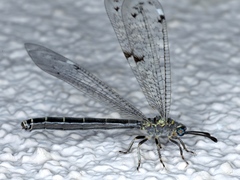 Bandidus canifrons
