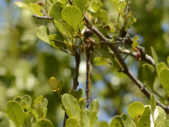 Syncordulia gracilis