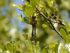 Syncordulia gracilis