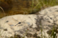 Zygonyx natalensis