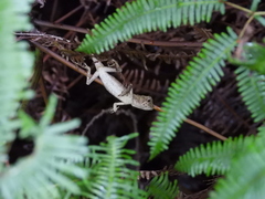 Diploderma swinhonis