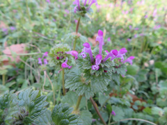 Lamium amplexicaule