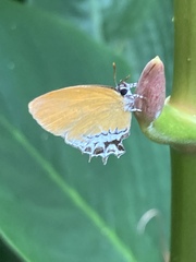 Eooxylides tharis distanti