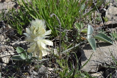Hedysarum candidum