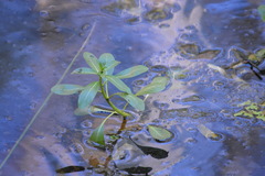 Ludwigia peploides montevidensis