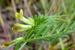 Vicia ciliatula