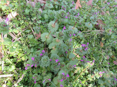 Lamium amplexicaule