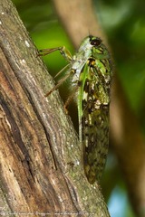 Dyticopycna semiclara