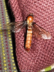 Dorylus helvolus
