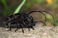 Ceroplesis orientalis