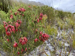 Erica monadelphia