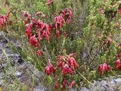 Erica monadelphia