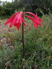 Cyrtanthus fergusoniae