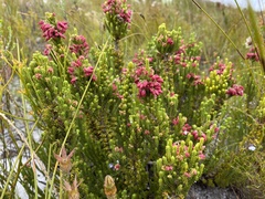 Erica monadelphia