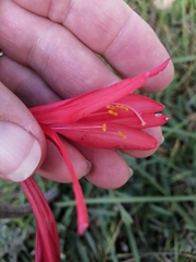 Cyrtanthus fergusoniae