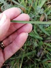 Cyrtanthus fergusoniae