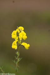 Crotalaria cyanoxantha