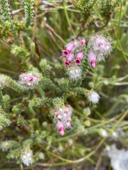 Erica gysbertii