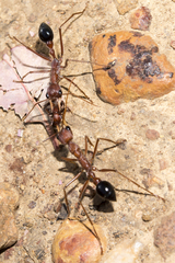 Myrmecia vindex