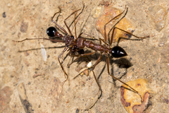 Myrmecia vindex