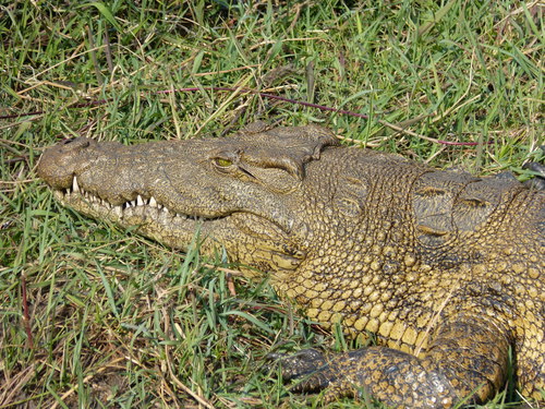Nile Crocodile